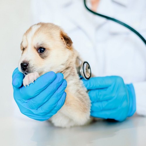 Canine Rapid Test Range