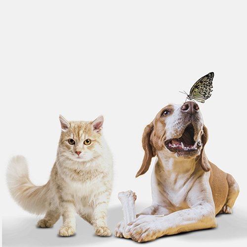 Veterinary Dry Biochemistry